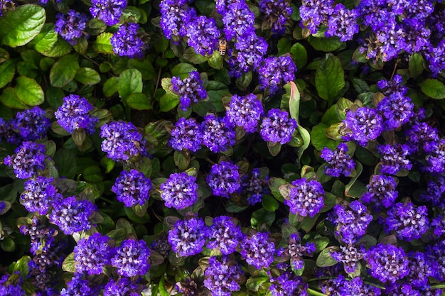 Ajuga reptans, pianta erbacea fiorita