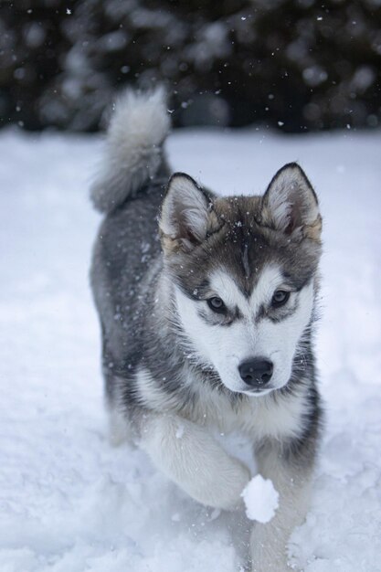 Akimo e la neve