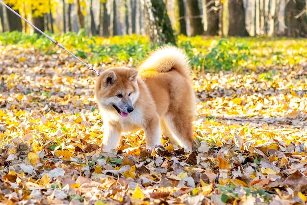 Akita al guinzaglio in un parco autunnale per una passeggiata