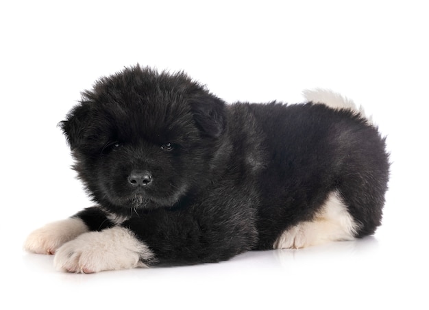 Akita americano cucciolo