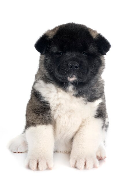 Akita americano cucciolo