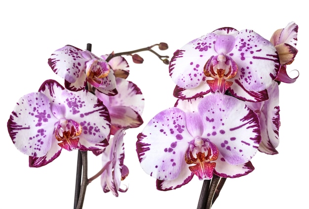 akita americano orchidea