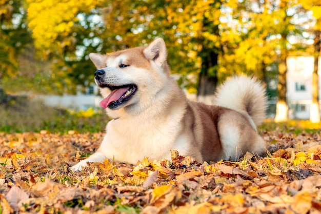 Akita dog sitter nel parco autunnale su una foglia caduta