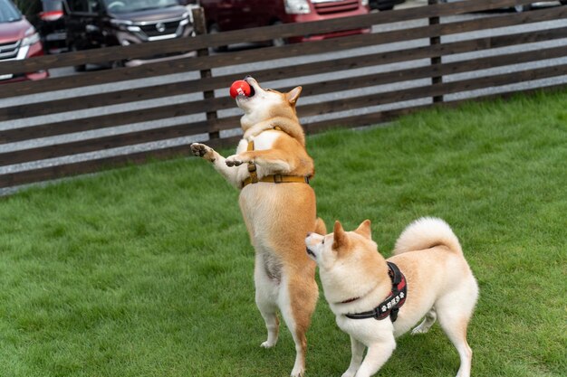 Akita Inu a piedi Il bellissimo cane Akita è in piedi nella natura nel parco con il gioco