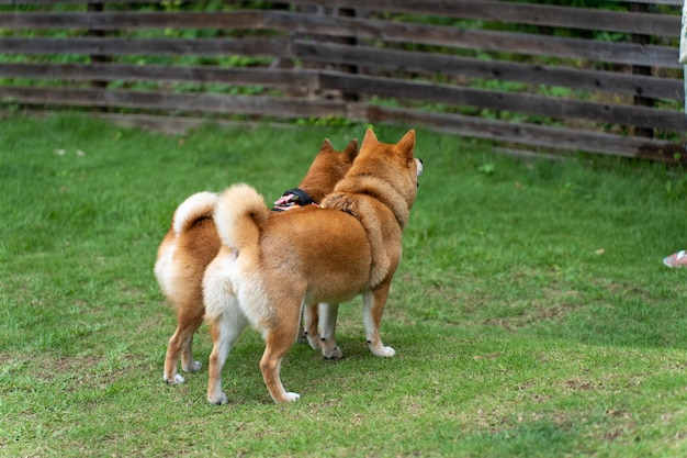 Akita Inu a piedi Il bellissimo cane Akita è in piedi nella natura nel parco con il gioco