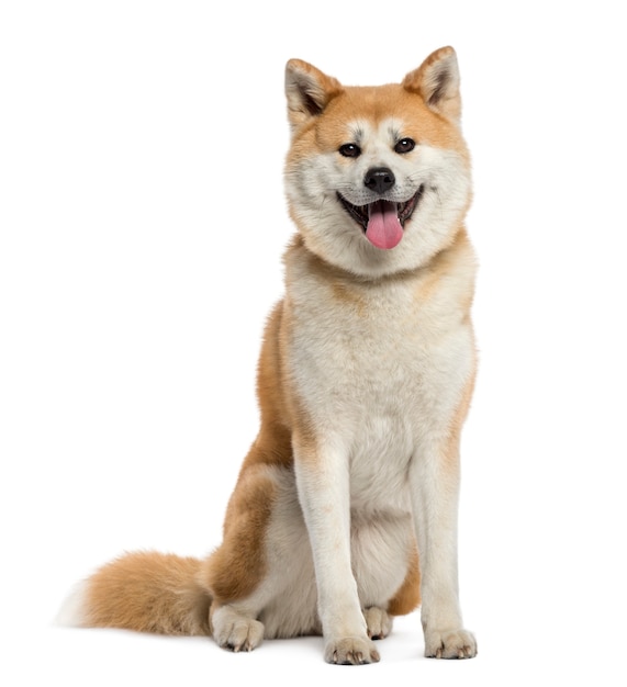 Akita Inu ansimante isolato su bianco