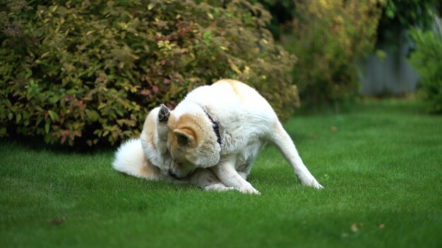 Akita inu che riposa sul prato nel cortile