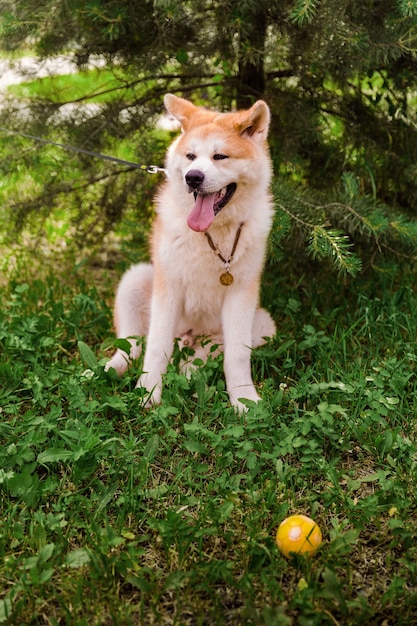 Akita Inu dog sitter felice nella foresta verde con una piccola palla gialla.