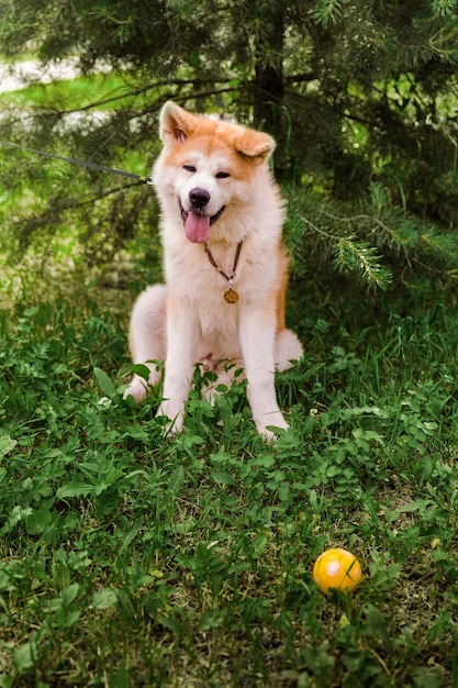 Akita Inu dog sitter felice nella foresta verde con una piccola palla gialla.