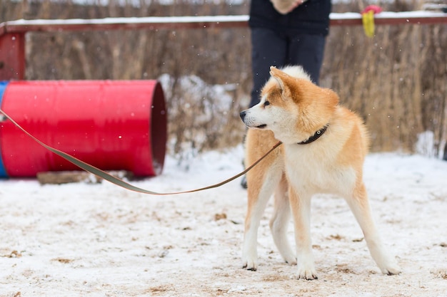 Akita inu nel parco invernale