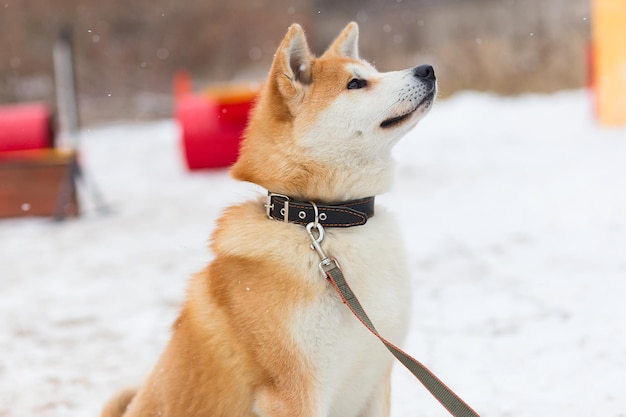 Akita inu nel parco invernale