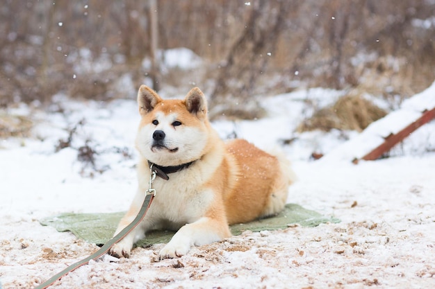 Akita inu nel parco invernale