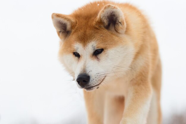 Akita inu nel parco invernale