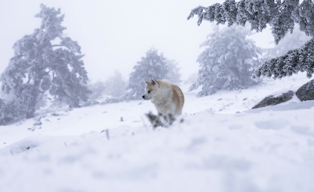 Akita Inu nella neve