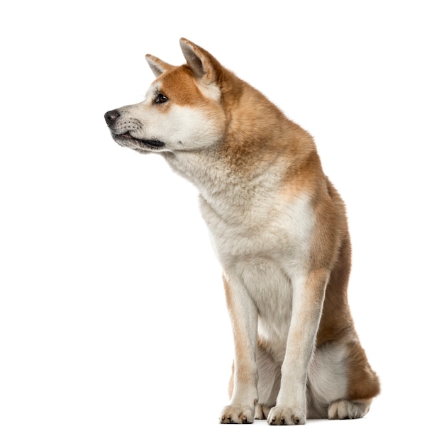 Akita Inu seduto e guardando lontano, isolato su bianco