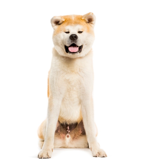 Akita Inu seduto su sfondo bianco