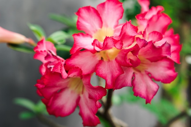 Al centro dell'immagine c'è un fiore rosa con un centro giallo.