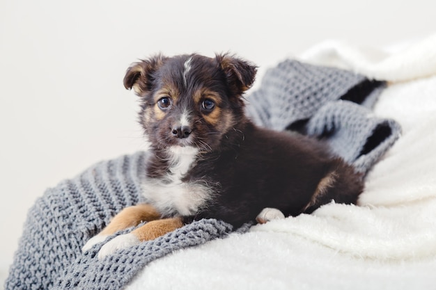 Al cucciolo mancano i proprietari a casa da solo. Cucciolo di terrier di giocattolo sdraiato su una coperta sul letto. Il cane si trova sul divano di casa guarda la fotocamera. Ritratto carino giovane piccolo cane nero che riposa in una casa accogliente. Sfondo grigio bianco.