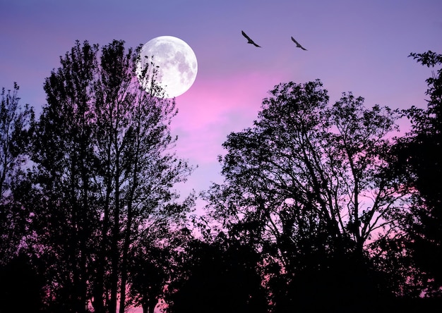 Al di là della luna Una foto della luna dopo il tramonto