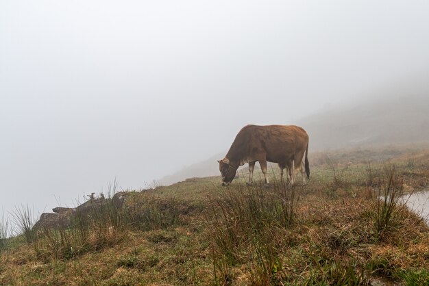 Al mattino presto, bestiame sui prati appassiti e gialli nella nebbia