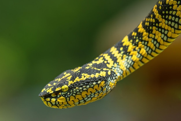 Al suo collo pende un serpente con un disegno giallo e nero.