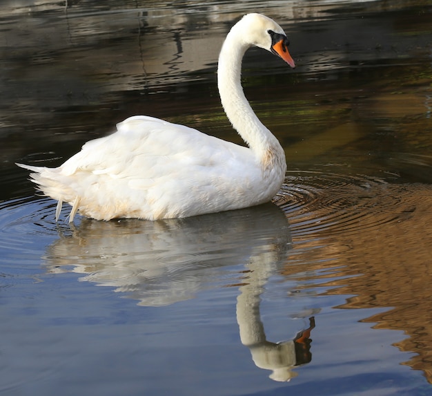 Ala aperta di cigno bianco