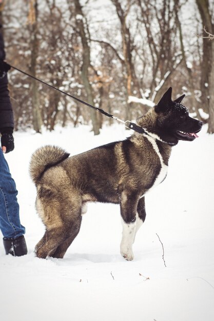 Alaskan Malamute colore scuro nell'ambiente naturale che cammina nella neve