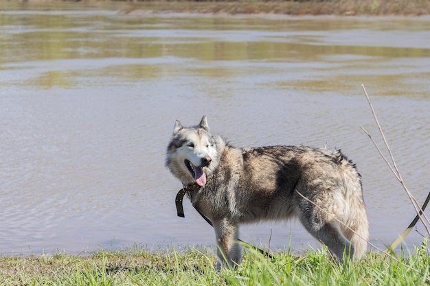 Alaskan Malamute di razza cammina lungo il fiume