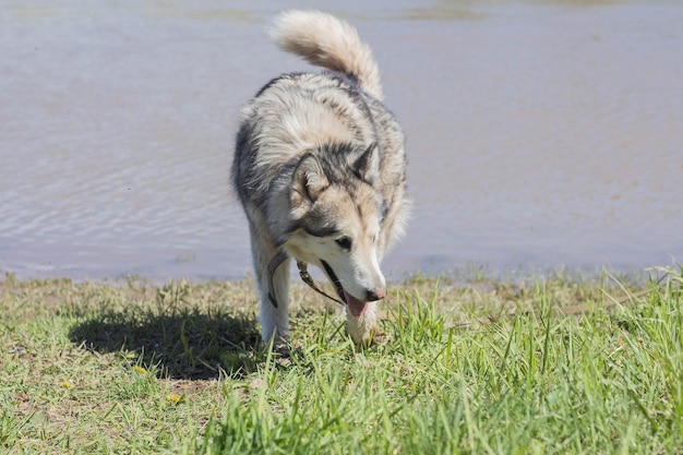 Alaskan Malamute di razza cammina lungo il fiume