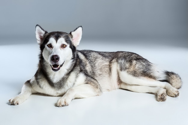 Alaskan Malamute sdraiato e guardando la telecamera, tirando fuori la lingua, su sfondo grigio