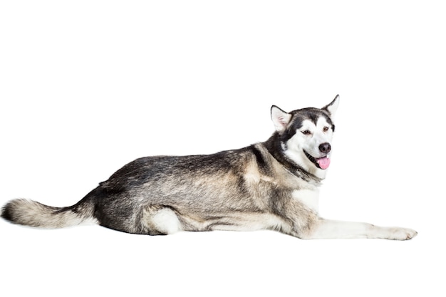 Alaskan Malamute seduto di fronte a uno sfondo bianco