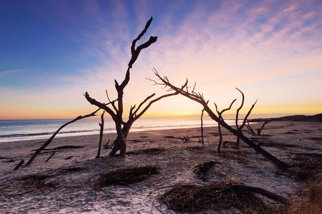 Alba a Folly Beach