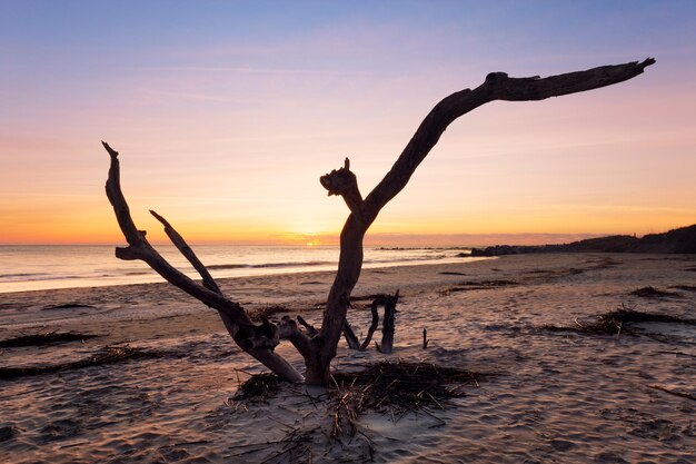 Alba a Folly Beach