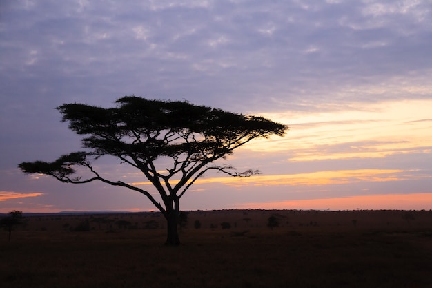 Alba al Parco Nazionale del Serengeti, Tanzania