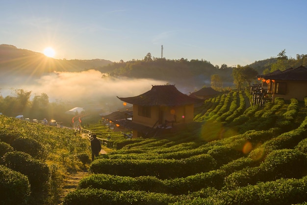 Alba al vino Lee Rak ThaiBan Rak Thai un insediamento cinese