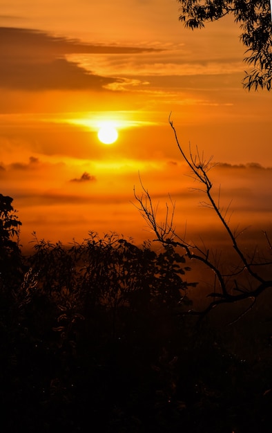 Alba arancione con nebbie nella foresta. sagome di alberi all'alba