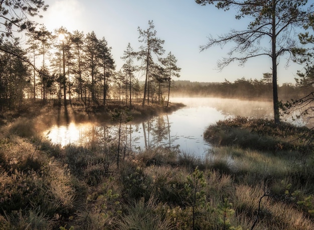 Alba d'autunno nella palude. Paesaggio naturale nell'Ozernoye Swamp National Park con nebbia, erba ingiallita e piccoli pini.