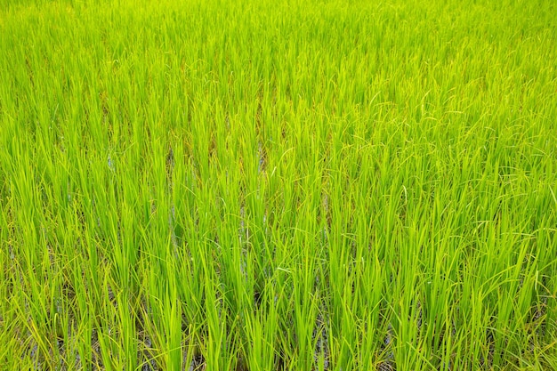 Alba del mattino Le giovani piante di riso verde crescono nella risaia. Concetto di stile di vita agricolo