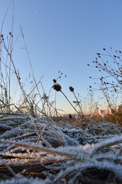 Alba del sole nel campo in inverno