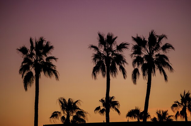 Alba delle palme Phoenix Arizona Stati Uniti