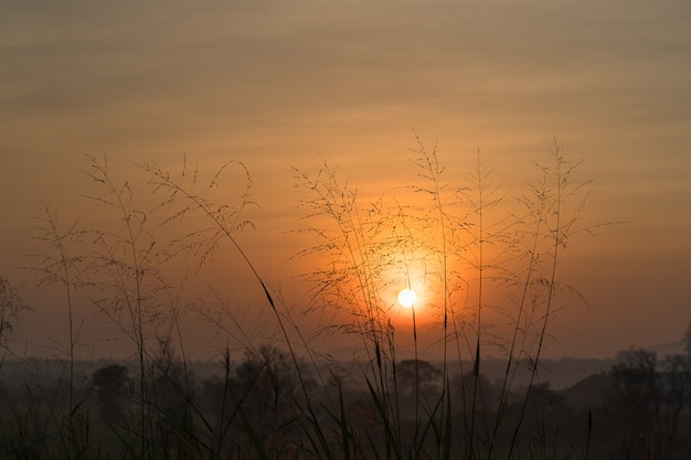 Alba di erba selvatica di mattina