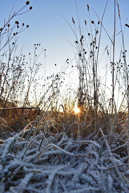 Alba di sole in un campo innevato