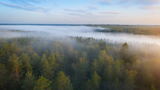 Alba estiva sulla foresta nebbiosa e vista aerea del drone sul fiume