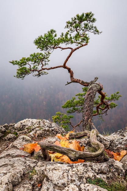 Alba fredda al picco di Sokolica nelle montagne di Pieniny in Polonia