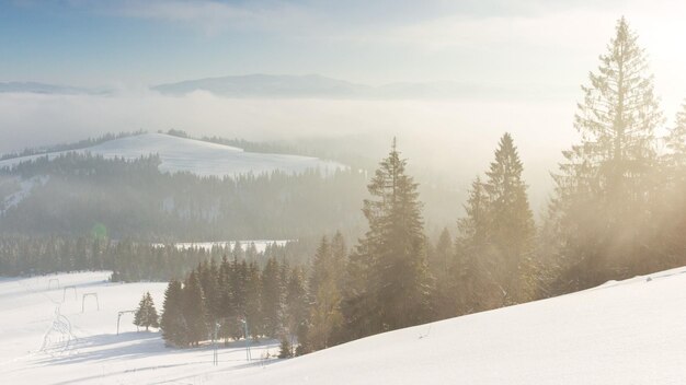 Alba in inverno montagna foresta aerea gelido nessuno natura paesaggio alpino innevato alberi al mattino nebbia bellezza naturale mozzafiato sorgere del sole luce rosa bosco di pini