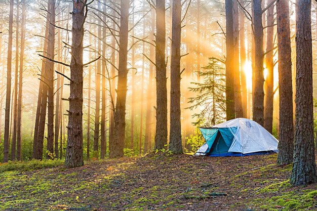 Alba in una foresta nebbiosa con una tenda solitaria. L'uomo vive nella foresta