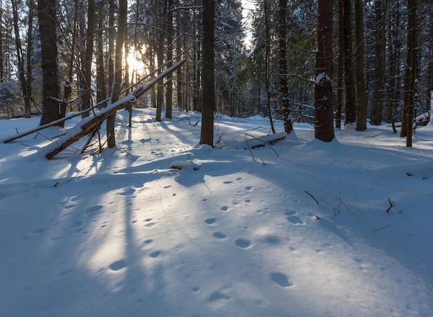 Alba inverno montagna vecchia foresta di abeti