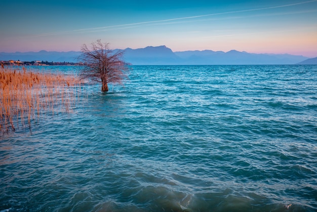 Alba mattutina sul lago Albero nel lago di Garda Lago di Garda Italia Europa