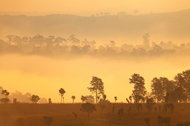 Alba nebbiosa di mattina al parco nazionale Phetchabun di Thung Salang Luang