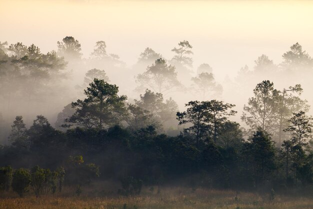 Alba nebbiosa di mattina in montagna al parco nazionale PhetchabunThailand di Thung Salang Luang